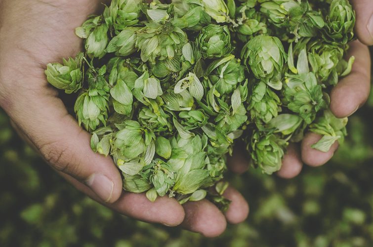 Nabízíme širokou škálu druhů piva