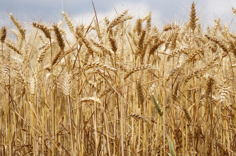 Nabízíme širokou škálu druhů piva